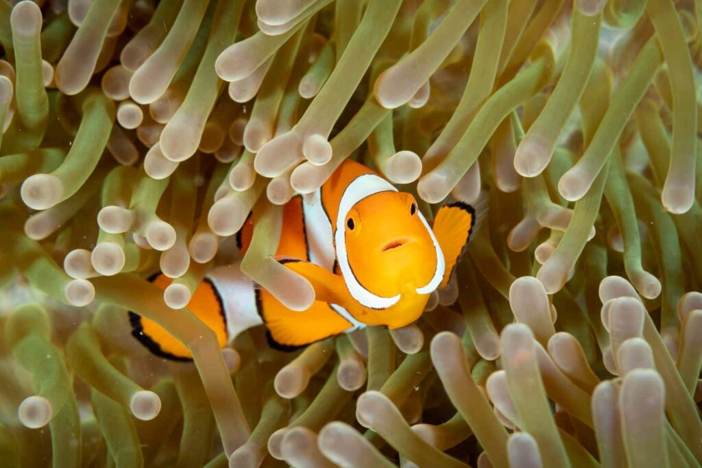 Clownfish produce a sugary mucus to protect themselves from the stings of sea anemones they live in. Clownfish Produce A Sugary Mucus To Protect Themselves From The