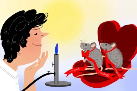 Could Two Genetically Engineered Mice Save Valentine's Day?