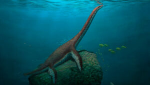 Discovery Of A New Species Of Plesiosaur In Germany