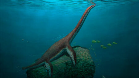 Discovery Of A New Species Of Plesiosaur In Germany