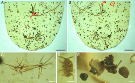 Discovery of ancient marine tapeworm preserved in 99-million-year-old amber Discovery Of Ancient Marine Tapeworm Preserved In 99 Million Year Old Amber