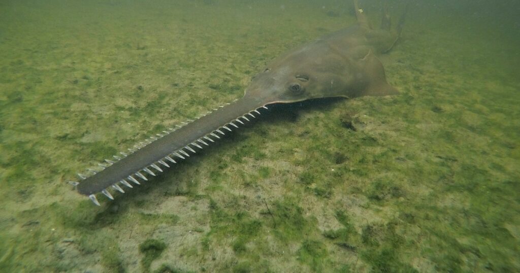 Emergency Response Triggered By Unusual Fish Behavior In Florida