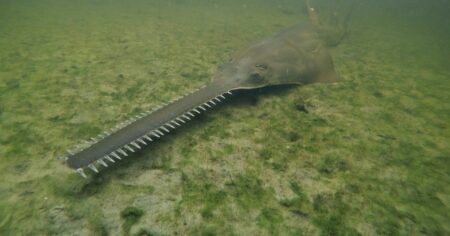 Emergency Response Triggered By Unusual Fish Behavior In Florida