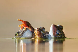 Exploring The Beauty Of British Wildlife: The Top 20 Images