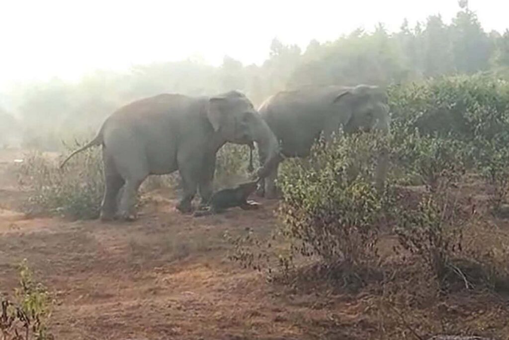 First Sighting Of Asian Elephant Burying Carcass Captured