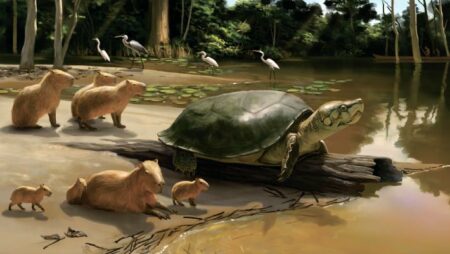 Fossil Of Giant Freshwater Turtle Discovered In The Amazon Rainforest