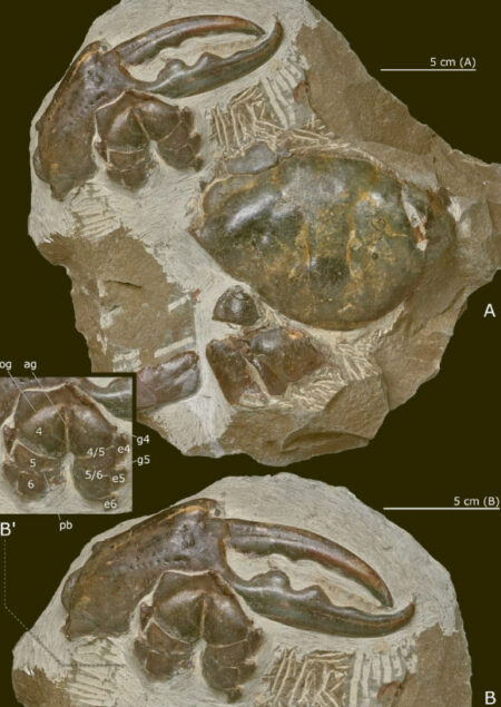Fossils Of Giant Crabs Discovered In New Zealand