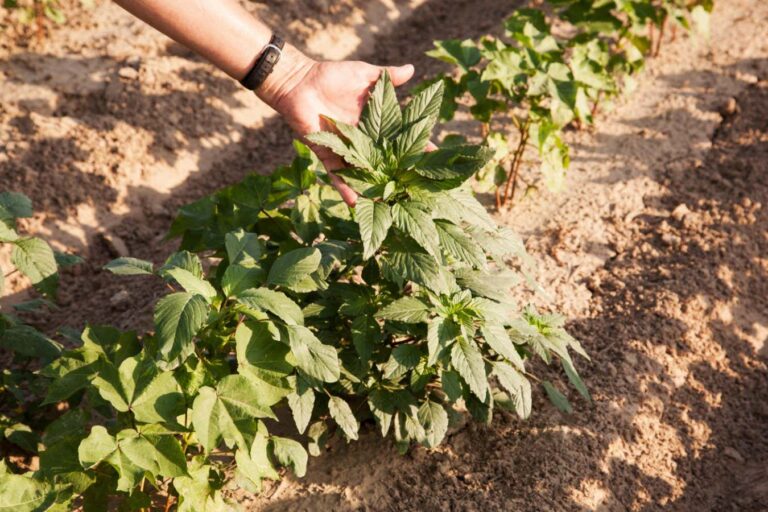 Genetic Technology Capable Of Eradicating Superweeds Through Targeted Plant Destruction