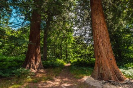 Giant Sequoia Trees are Thriving at an Exceptional Rate in the UK Giant Sequoia Trees Are Thriving At An Exceptional Rate In