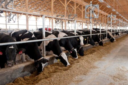 Important Facts About Bird Flu Found In U.s. Dairy Cows