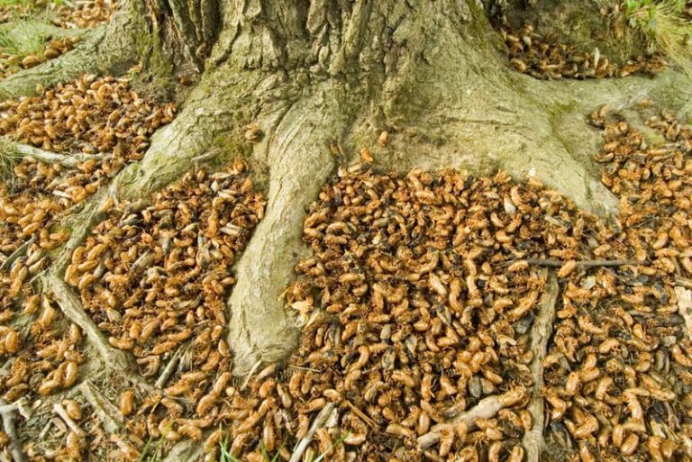 Is The Impending Arrival Of Billions Of Cicadas In America