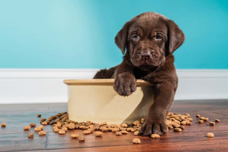 Labradors with a mutation that causes starvation tend to easily gain weight Labradors With A Mutation That Causes Starvation Tend To Easily