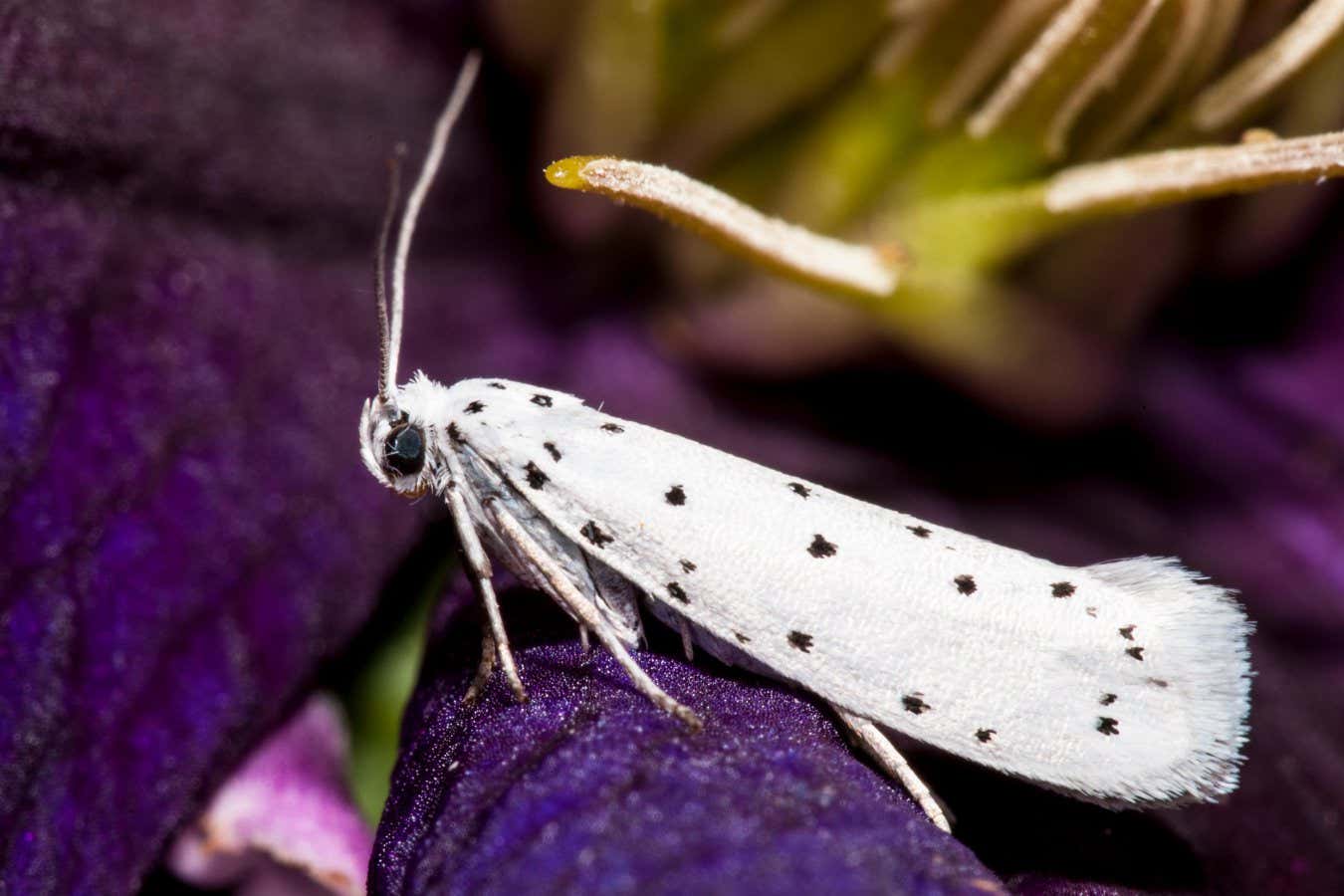 Light Pollution May Be Causing Urban Moths To Evolve Smaller