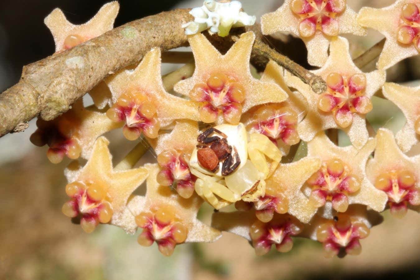 Male And Female Spiders Resembling A Flower.