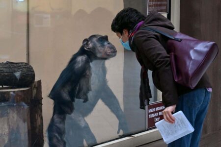 More Viruses Are Transmitted From Humans To Animals Than Vice