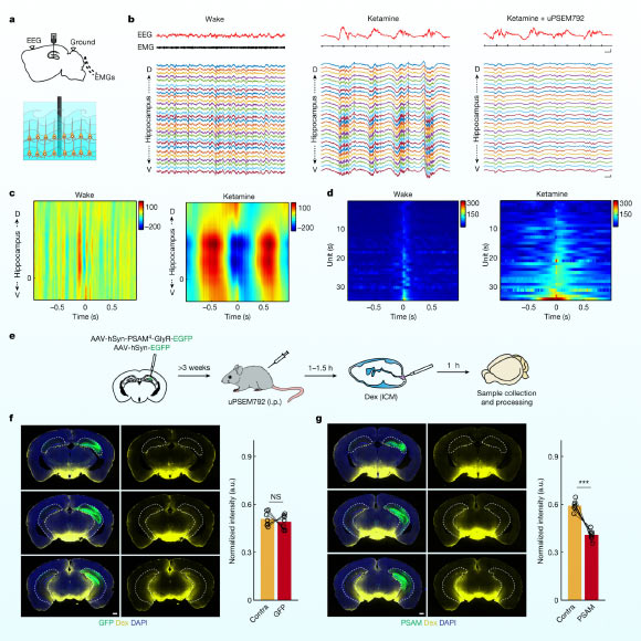 Neuroscientists find that brain waves aid in clearing waste from the brain during sleep Neuroscientists Find That Brain Waves Aid In Clearing Waste From