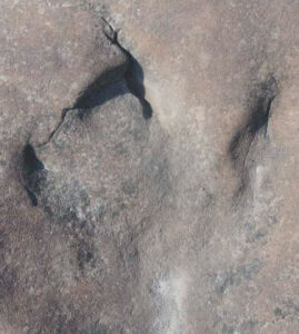 New Middle Cretaceous Paleoclimate Insights From Dinosaur Footprints In The