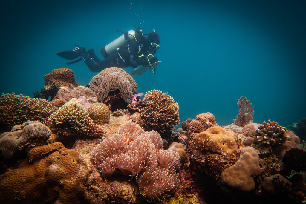 New Test Shows Coral Reefs Can Regrow In As Little