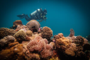 New Test Shows Coral Reefs Can Regrow In As Little
