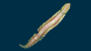 Newly Discovered Deep Sea Worm Amazes Marine Biologists