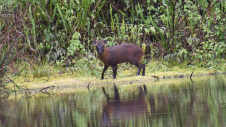 Peruvian Researchers Discover New Species Of Miniature Deer