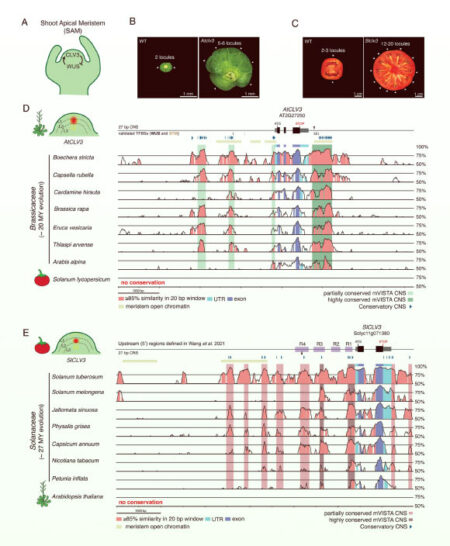 Plant researchers uncover answers to a 125-million-year-old genetic enigma Plant Researchers Uncover Answers To A 125 Million Year Old Genetic Enigma