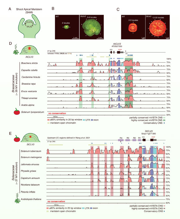 Plant researchers uncover answers to a 125-million-year-old genetic enigma Plant Researchers Uncover Answers To A 125 Million Year Old Genetic Enigma