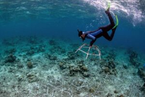 Repaired Coral Reefs Will Swiftly Recover From Damage