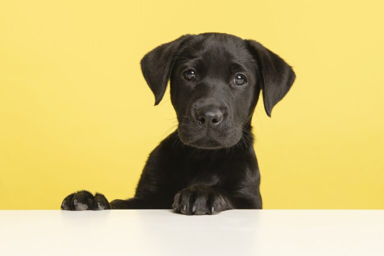 Research reveals that spending time with a dog can enhance focus Research Reveals That Spending Time With A Dog Can Enhance