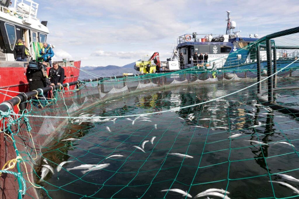 Salmon Farms Are Experiencing A Growing Problem Of Mass Mortality