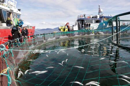Salmon Farms Are Experiencing A Growing Problem Of Mass Mortality
