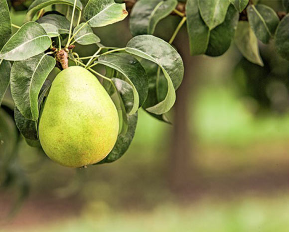 Scientists sequence the genome of Danjou pears Scientists Sequence The Genome Of Danjou Pears
