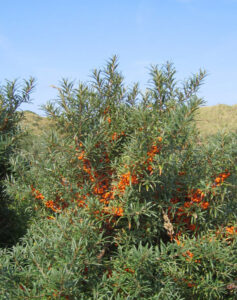 Sea Buckthorn Berries Discovered To Be Packed With Natural Antioxidants