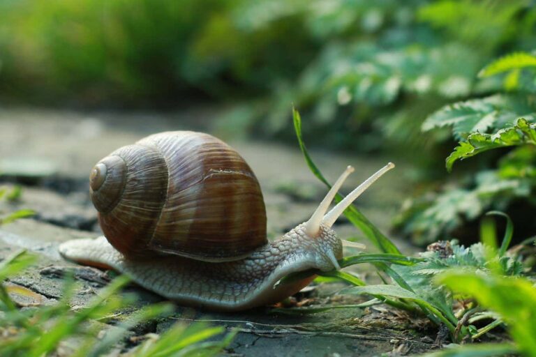 Sticky slime secretions aid snail robot in climbing inclines Sticky Slime Secretions Aid Snail Robot In Climbing Inclines