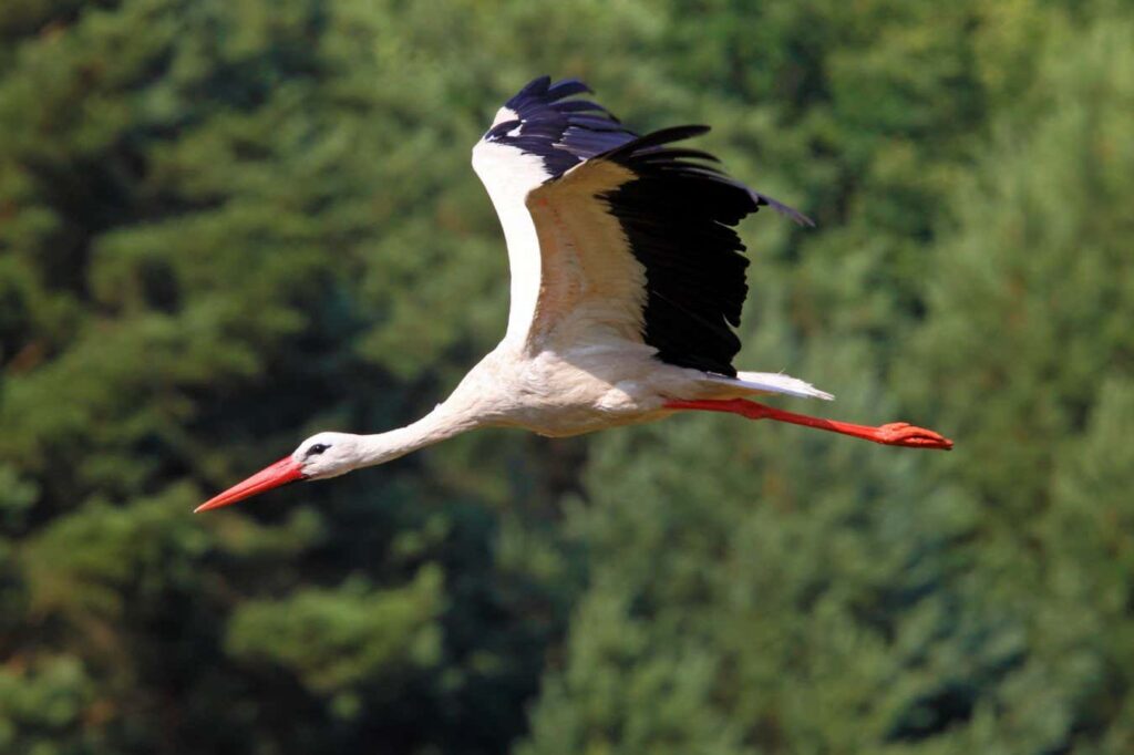 Storks Refine Migratory Routes Through Experiential Learning