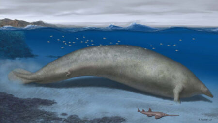 Study Finds That Ancient Whale Percetus Was No Heavier Than