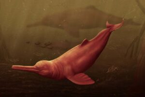 The Amazon's Biggest Freshwater Dolphin Species Now Extinct