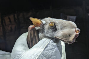 The Bat With Unusual Nostrils: A Chirping Hammered Wonder