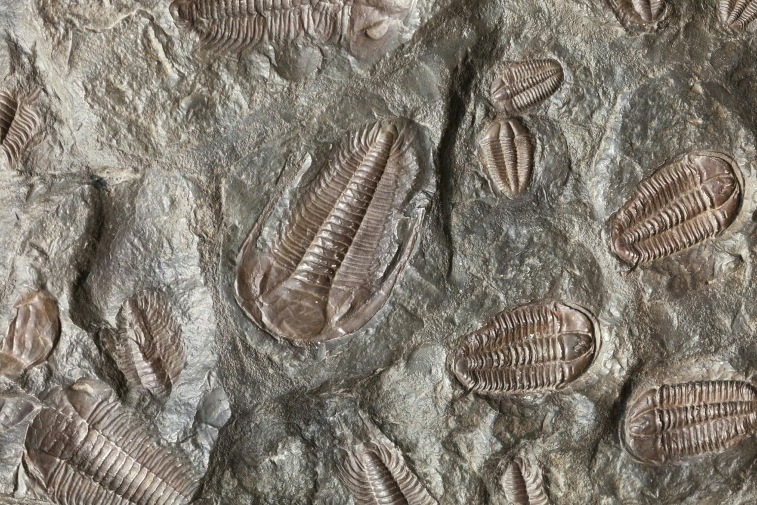 The Final Feast Of The Trilobite Sciworthy
