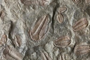 The Final Feast Of The Trilobite Sciworthy