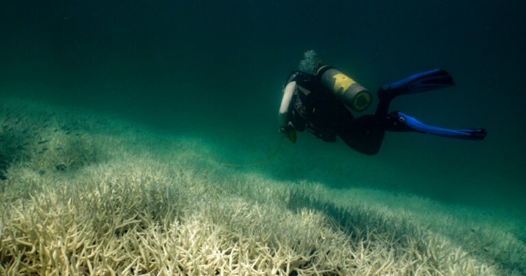 The Great Barrier Reef in Australia experiences its fifth major bleaching event in just eight years The Great Barrier Reef In Australia Experiences Its Fifth Major