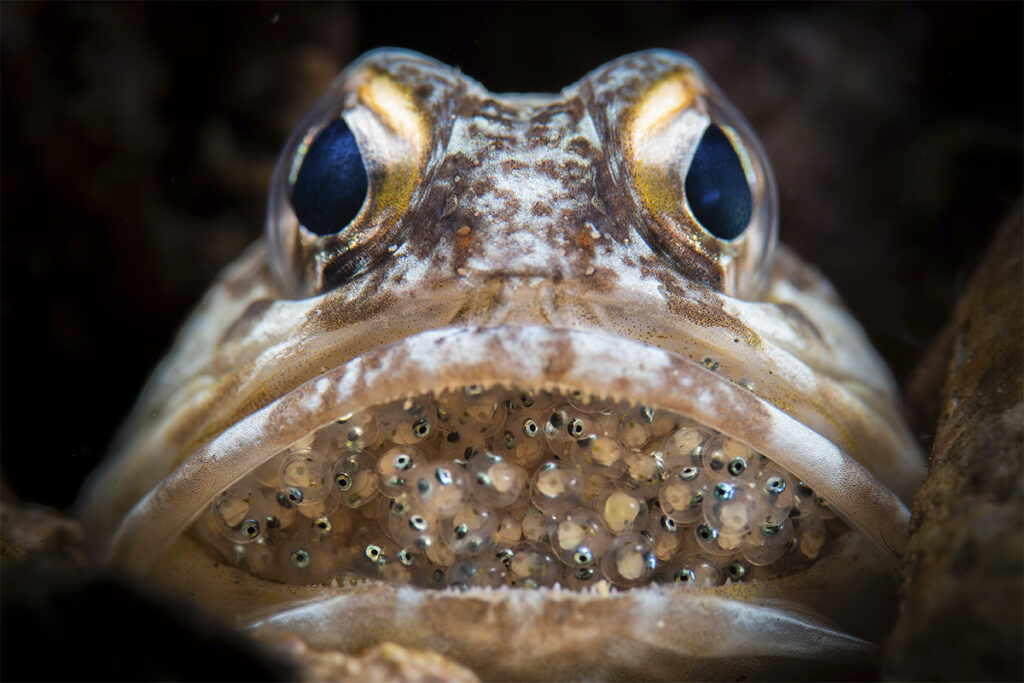 The Top 10 Most Unusual Animal Eggs You've Ever Seen