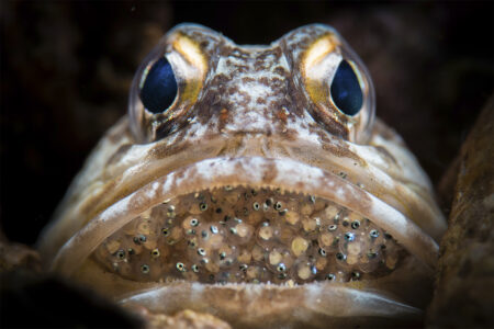 The Top 10 Most Unusual Animal Eggs You've Ever Seen