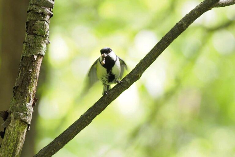 The bird invites its mate into the nest with a gracious gesture The Bird Invites Its Mate Into The Nest With A