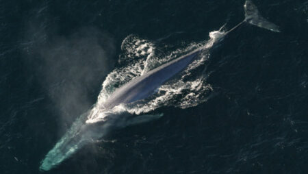 The Blue Whale Genome Is Sequenced By Researchers