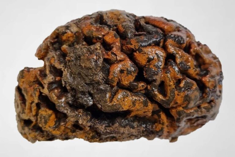 The human brain remains mysteriously intact after thousands of years The Human Brain Remains Mysteriously Intact After Thousands Of Years