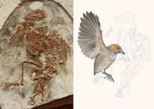 The Pioneering Toothless Beak Of The Cretaceous Enantiornithine Bird