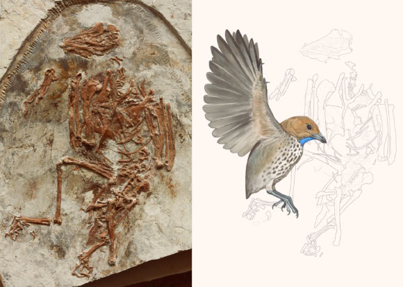 The pioneering toothless beak of the Cretaceous enantiornithine bird The Pioneering Toothless Beak Of The Cretaceous Enantiornithine Bird