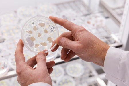 These plant cells could be used to make your next cup of coffee. These Plant Cells Could Be Used To Make Your Next