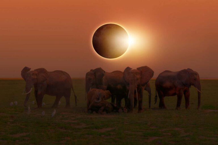Unexpected Responses Of Animals During A Total Solar Eclipse